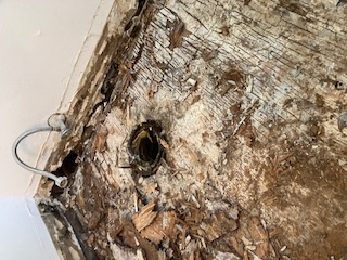 Dryrot Repair